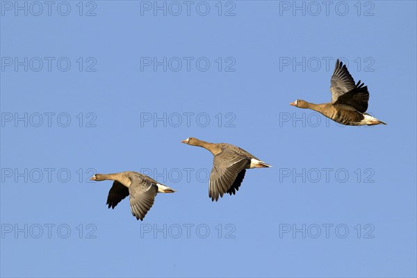 Greater white-fronted geese