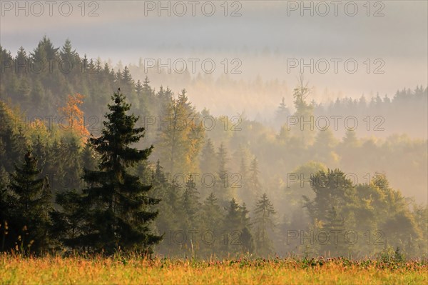 Mixed forest in Norgennebel