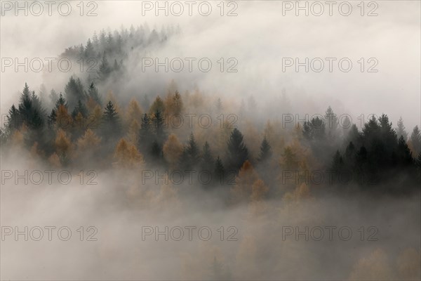 Fog over a mixed forest with spruces
