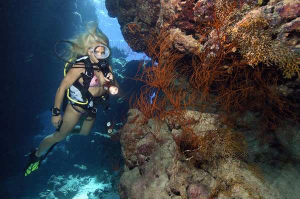 Scuba diver in bikini looking at illuminated black bushy black coral