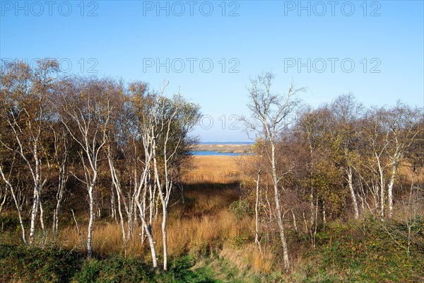 Floating bog