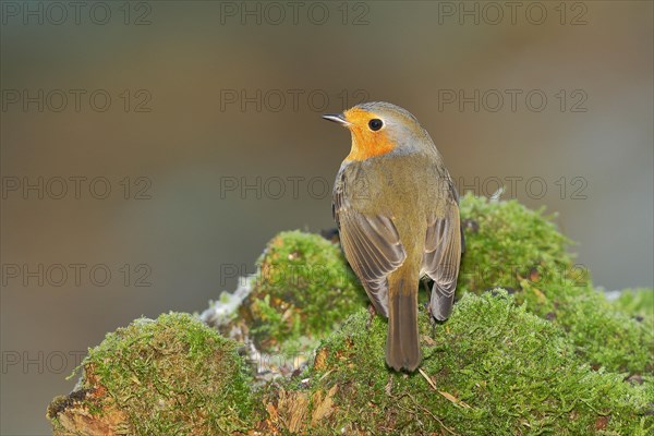 European robin