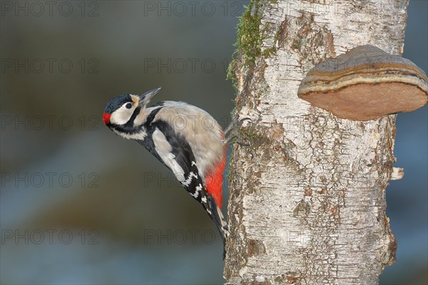 Great spotted woodpecker