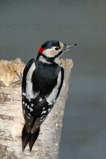 Great spotted woodpecker