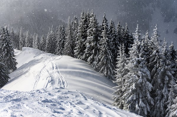 Snow-covered mountain landscape with trees in winter during snowfall