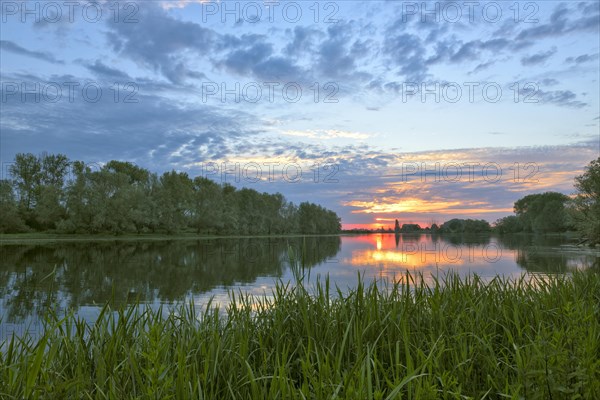Old Rhine with reed belt at dawn