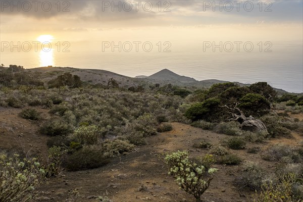 Juniper trees at sunset