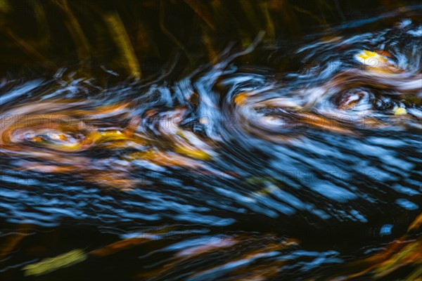 Leaves in the river Bode in the autumnal Harz