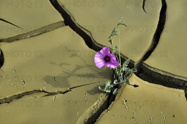 Dried clay soil with deep furrows and flower blooming