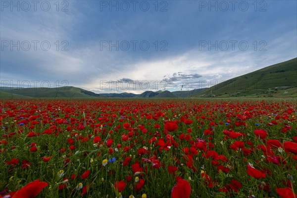 Blooming on plateau Piano Grande