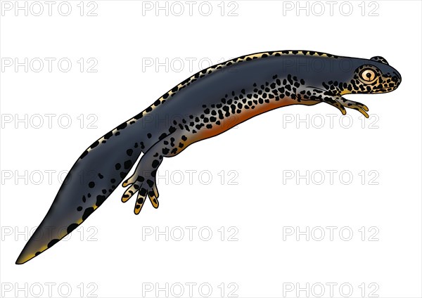 Alpine newt