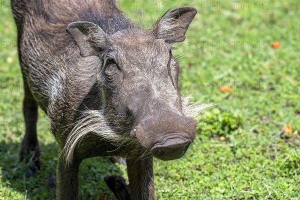 Common warthog