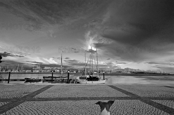 Dog at the marina of Portimao