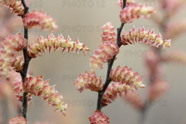 Bog myrtle