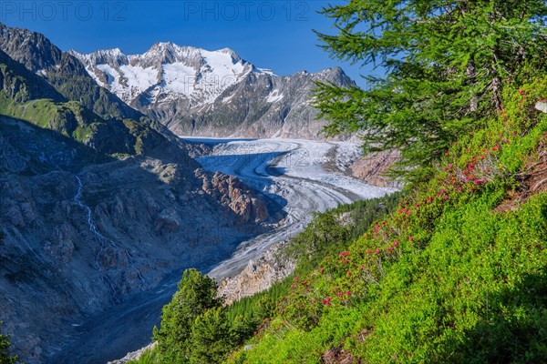 Landscape with blooming alpine roses in front of the Aletsch glacier with Wannenhorn 3906m