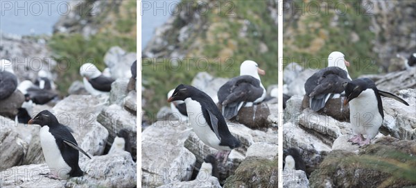 Southern rockhopper penguin