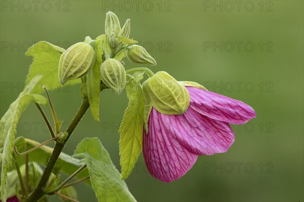 Bell mallow Abutilon Abutilon x hybridum Flower Bloom Ellerstadt Germany Germany