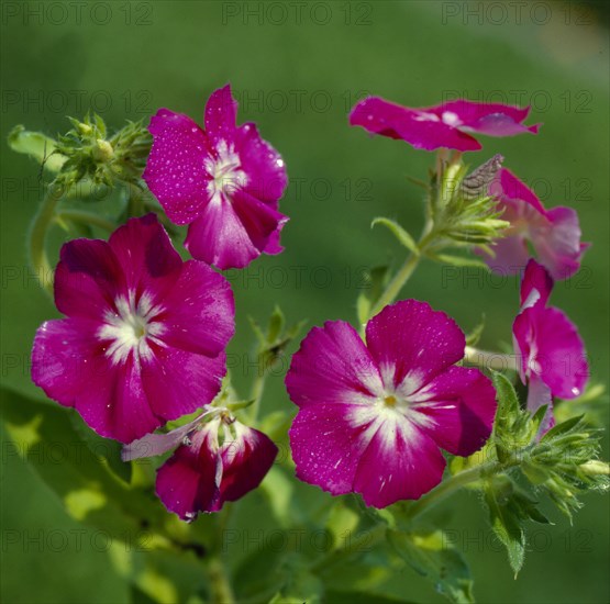 Summer phlox