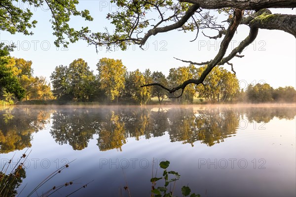 Trees by the lake