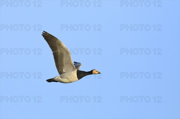 Barnacle Goose