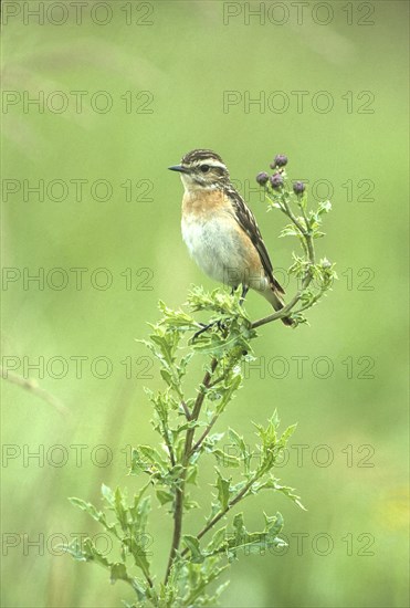 Whinchat