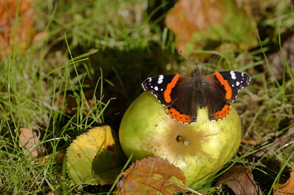 Red admiral