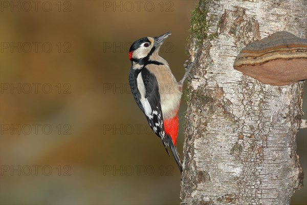 Great spotted woodpecker