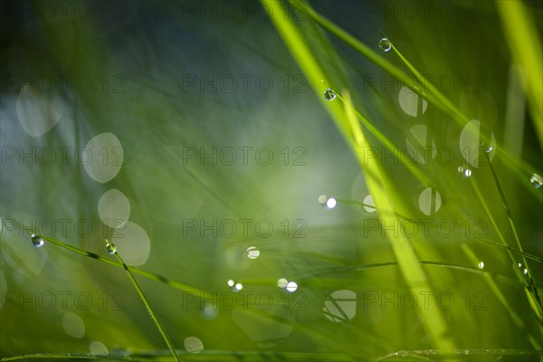 Leaves of grass with droplets