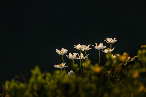 Anemones