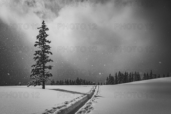 Snow-covered mountain landscape with trees in winter during snowfall