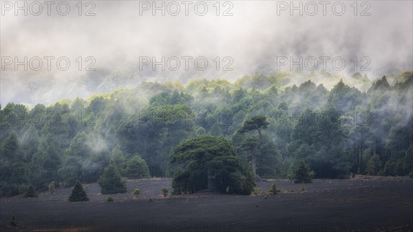 Fog drifts over forest landscape