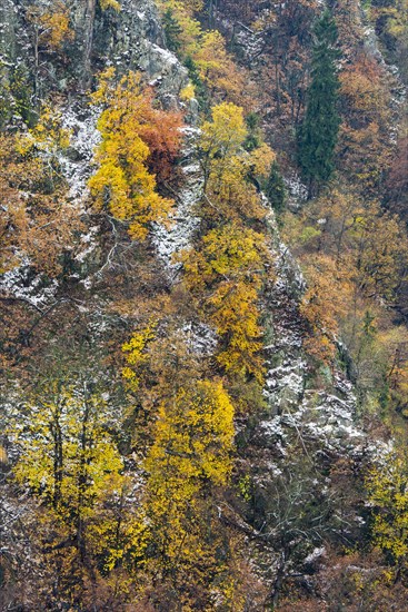 First snow on the autumnal slopes of the Bode Valley in the Harz Mountains