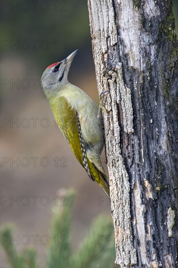 Grey-headed woodpecker