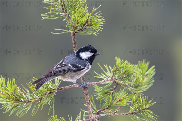 Coal tit