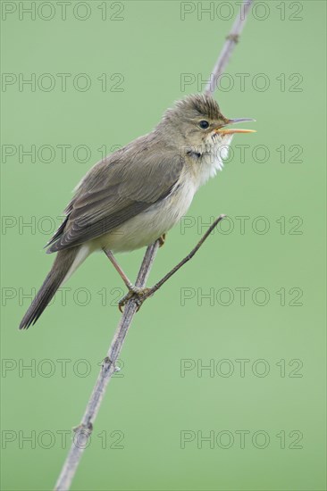 Reed warbler