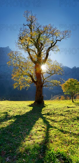 Autumnal colourful gnarled maple tree in low sun in Grosser Ahornboden