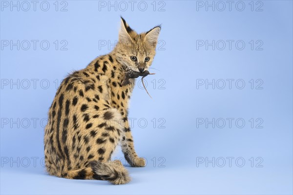 Serval