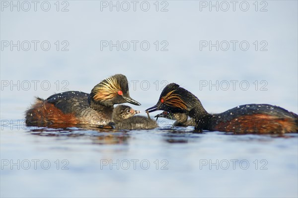 Black-necked grebe