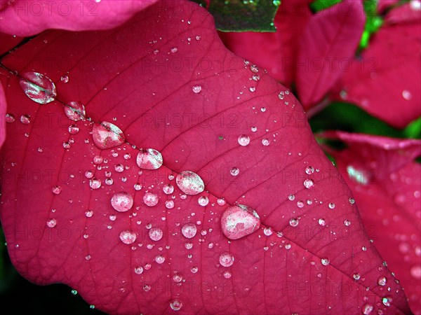 Poinsettia