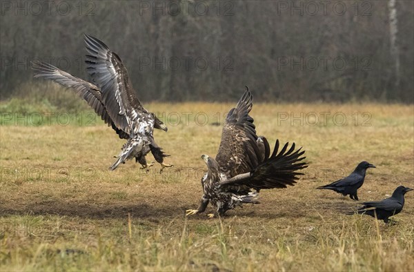 White-tailed eagle