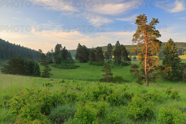 Pine spruce