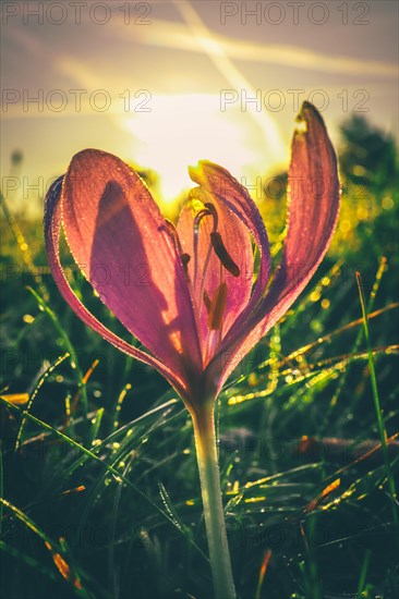 Meadow saffron