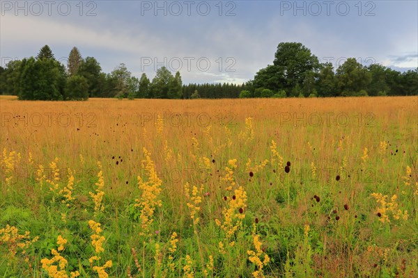 Great burnet