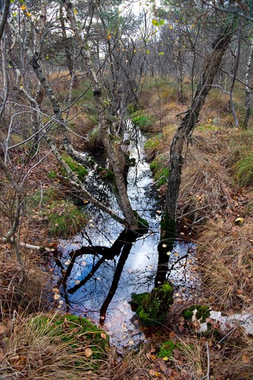 Drainage ditch in the bog