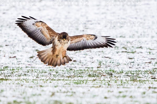 Steppe buzzard