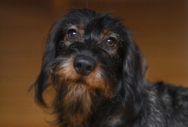 Wire-haired dachshund