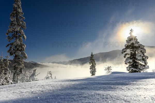 Backlit winter mountain forest