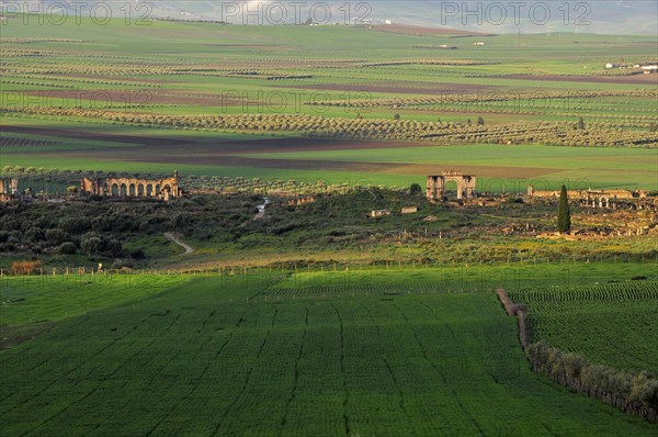 Roman ancient ruins Volubilis surrounded by green fields