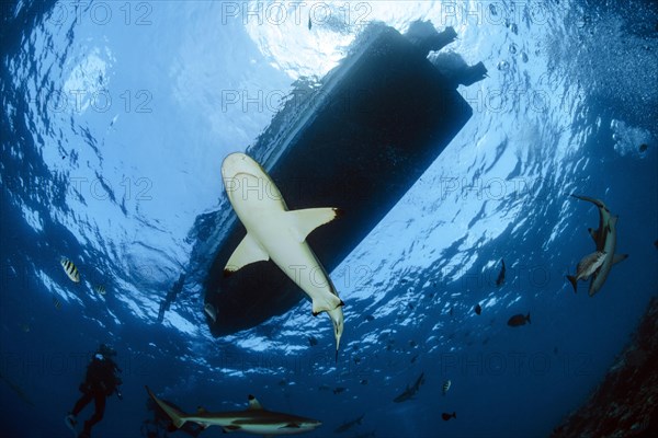 Blacktip reef shark