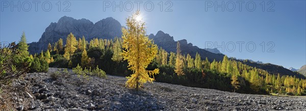 Glowing autumnal mountain forest below the Lamsenjoch massif